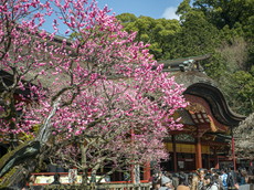 皇后梅から本殿