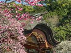 皇后梅から本殿