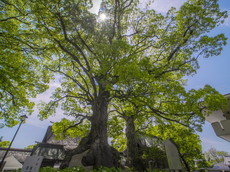 国指定天然記念物：夫婦樟