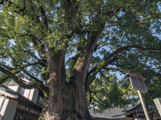 国指定天然記念物：大樟