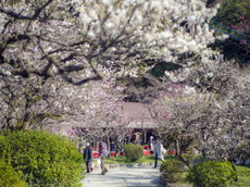 本殿後方と九州国立博物館側に梅園が広がります。