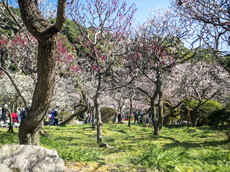 本殿後方と九州国立博物館側に梅園が広がります。