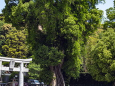 春日の杜（樟）