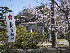 鳥居と桜