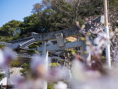 鳥居と桜