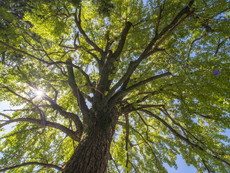 御神木のイチョウ