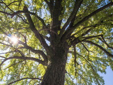 御神木のイチョウ