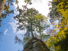 天狗岩頂上のヒノキ
