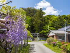 藤棚から三之鳥居