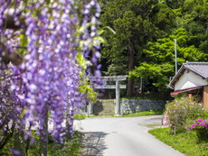 藤棚から三之鳥居