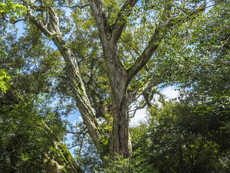 御神木 ※平成31年(2019)台風17号にて倒壊