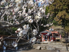 社殿と梅の花
