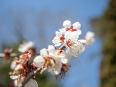 梅の花