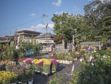 例大祭：本渡市