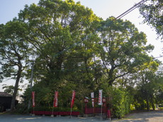 若宮稲荷大明神