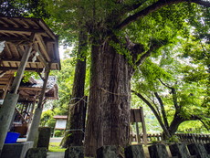 御神木（イチョウ）