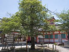 御神木の金木犀と御井神