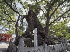 御神木の大楠