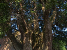 本参道：御神木