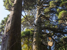 夫婦杉：現在は衛守杉