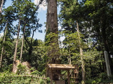 夫婦杉（元夫婦杉）