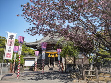 社殿とオオムラザクラ