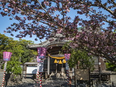 社殿とオオムラザクラ