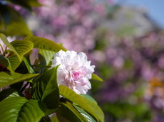 オオムラザクラ：国指定天然記念物