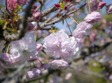 クシマザクラ：県指定天然紀念物