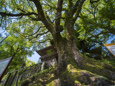 楼門前の鼓鐘楼と大楠