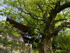 楼門前の鼓鐘楼と大楠