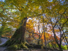 御神木のクスノキ