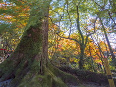 御神木のクスノキ