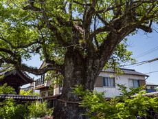 御神木：クスノキ