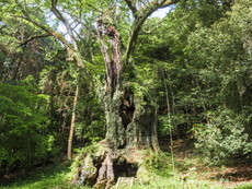 御神木（武雄の大楠）