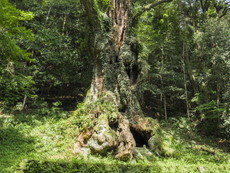 御神木（武雄の大楠）