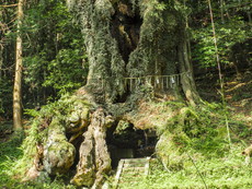 御神木（武雄の大楠）