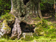 御神木（武雄の大楠）